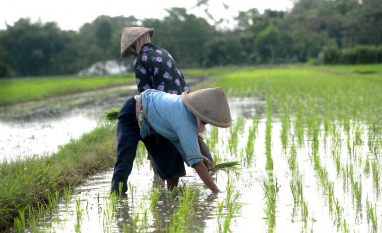 Pemdes Jembayan dan Pemkab Kukar Bergerak Bersama Membangun Lumbung Pangan untuk Kaltim