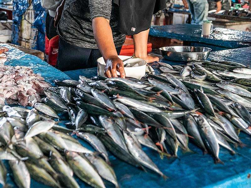 Desa Purwajaya Maksimalkan Potensi Perikanan: Produksi Ikan Terjual hingga ke Tarakan