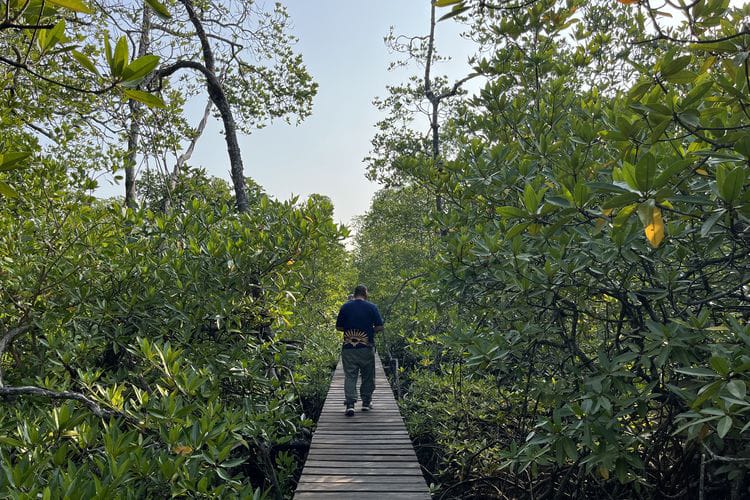 DPMPD Kaltim Dorong Potensi Desa Wisata Mentawir Melalui Pengelolaan Hutan Mangrove