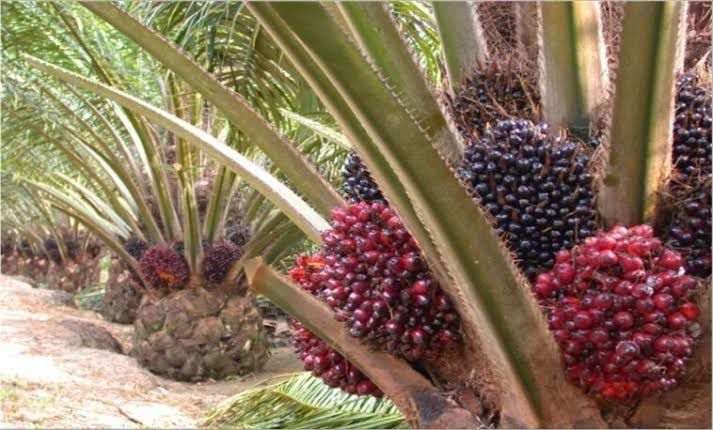 Harga TBS Kelapa Sawit Naik Rp2.466 per Kg di Kaltim