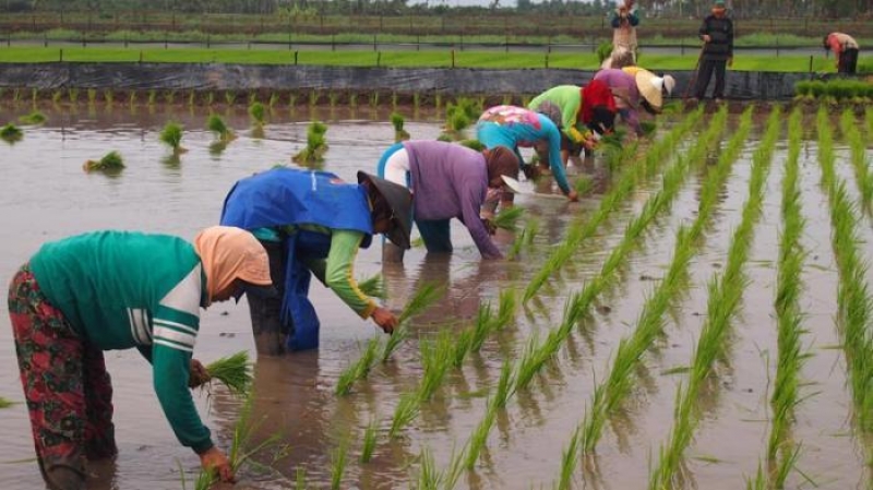 Pemerintah Kecamatan Muara Kaman Tunjuk Lima Desa sebagai Pusat Pengembangan Pertanian Terpadu