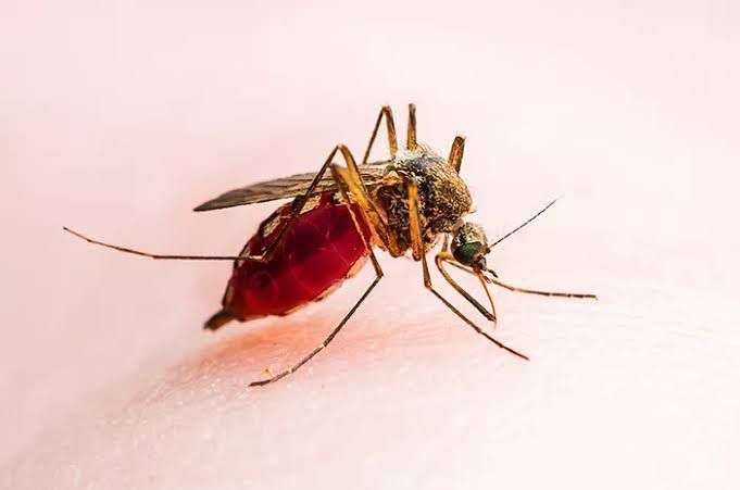 Dinkes Kaltim Intensifkan Upaya Eliminasi Malaria