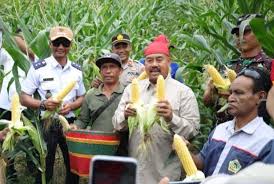 Bupati Edi Damansyah Ikut Panen Jagung dan Ikan di Kelompok Tani Tri Rukun Maluhu
