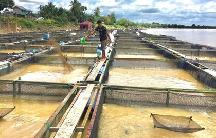 Dampak Banjir di Ponoragan, Petani Ikan Butuh Bantuan Induk dari Pemkab Kukar